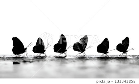Black Solid Admiral Butterfly Descending Moisture Ground Silhouettes Set of Six on White Background 133343858