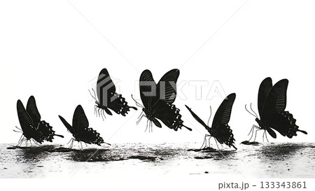 Black Solid Admiral Butterfly Descending Moisture Ground Silhouettes Set of Six on White Background 133343861