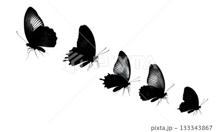 Black Solid Admiral Butterfly Flying Up Vertical Surface Silhouettes Set of Six on White Background Black Solid Admiral Butterfly Flying Up Vertical Surface Silhouettes Set of Six on White Background 133343867