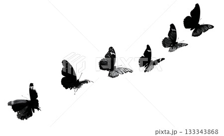 Black Solid Admiral Butterfly Flying Up Vertical Surface Silhouettes Set of Six on White Background Black Solid Admiral Butterfly Flying Up Vertical Surface Silhouettes Set of Six on White Background 133343868