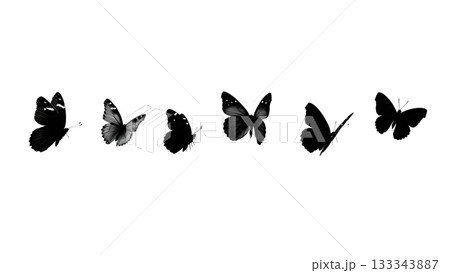Black Solid Admiral Butterfly Zipping Straight Field Silhouettes Set of Six on White Background Black Solid Admiral Butterfly Zipping Straight Field Silhouettes Set of Six on White Background 133343887