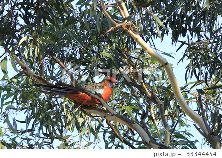 Crimson Rosella, Platycercus elegans, perched Crimson Rosella, Platycercus elegans, perched 133344454