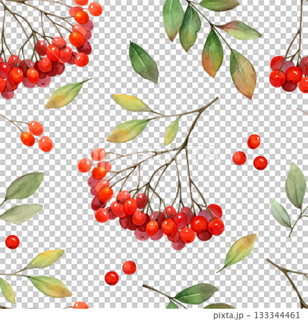 Rowan berry clusters and leaves watercolor seamless pattern on white background. Autumn nature hand drawn clip art. Realistic drawing for natural designs and cards. 133344461