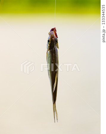 Fish hanging on hook on fishing rod. Fish hanging on hook on fishing rod. 133344535