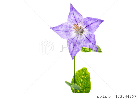 Purple Platycodon close-up on a white background Purple Platycodon close-up on a white background 133344557