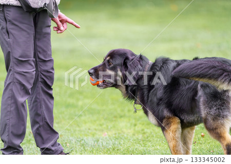 a dog in the grass 133345002