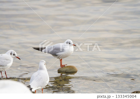 seagull on the shore 133345004