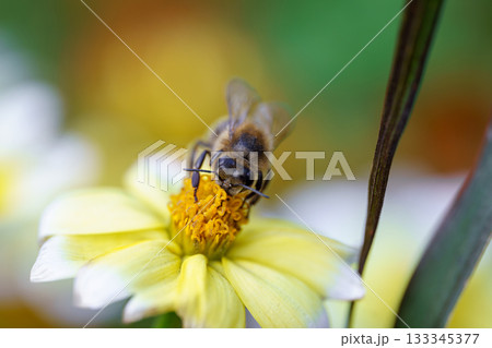 bee on a flower bee on a flower 133345377