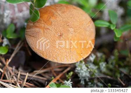 edible wild noble mushroom growth in pine forest. close up edible wild noble mushroom growth in pine forest. close up 133345427