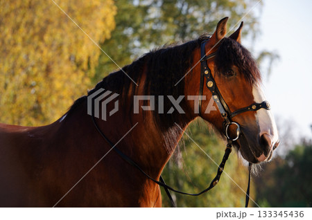 portrait of beautiful draft horse posing at castle background. Vladimir heavy draft breed portrait of beautiful draft horse posing at castle background. Vladimir heavy draft breed 133345436