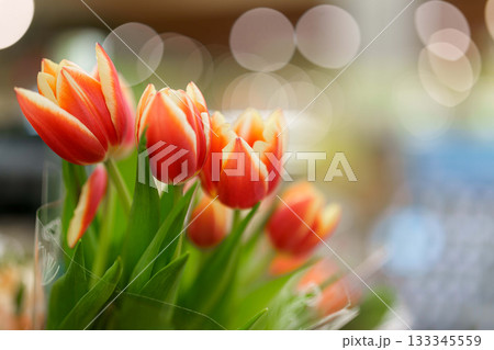 tulips in the garden 133345559