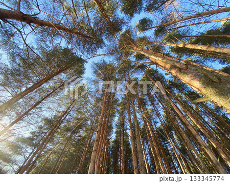 View of trees from below, dense pine forest View of trees from below, dense pine forest 133345774