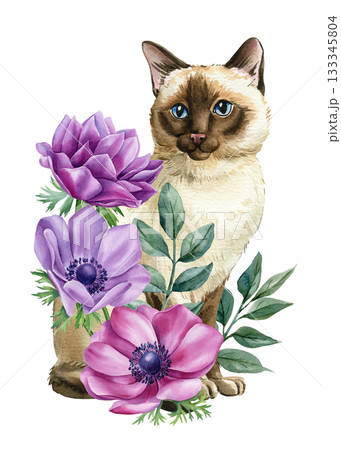 Watercolor siamese cat with purple pink anemone flowers and green leaves floral illustration 133345804