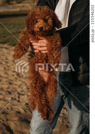 Cute brown puppy held in hands on sandy beach during sunny day Cute brown puppy held in hands on sandy beach during sunny day 133346202