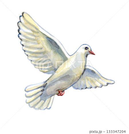 Graceful watercolor dove in flight, symbol of peace, hope, purity, and faith. Perfect for religious designs, invitations, Easter themes, memorial cards, spirituality projects, and branding. 133347204