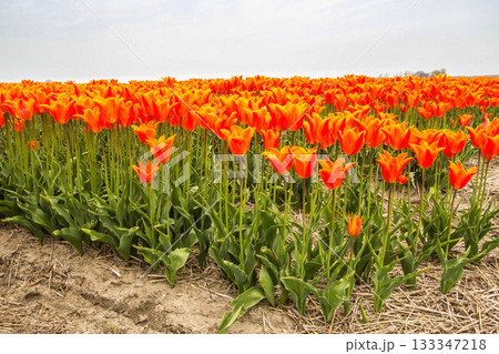 Close-up of a tulip field in the Netherlands 133347218