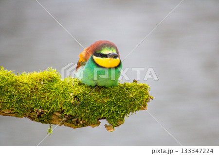Bee-eater resting on a pole, having a break, watching and observing. 133347224