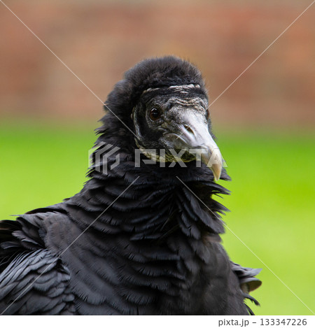 Black vulture, alias raven vulture 133347226