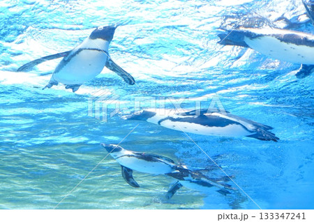 泳ぐペンギンの群れ 133347241