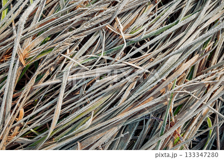 Frost-covered Grass Blades Blanket the Ground in Early Morning Light 133347280