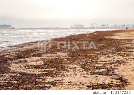 Spain, Valencia, March 29, 2022: Seaweed Debris Covering Sandy Beach in Overcast Weather by the Coast 133347286