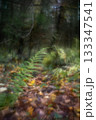 Autumn forest plants with soft focus and watercolor bokeh 133347541