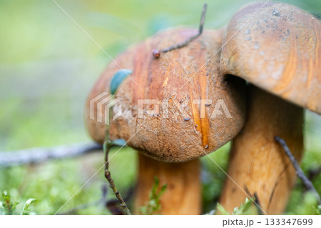 edible wild noble young mushrooms growth in pine forest. macro shot edible wild noble young mushrooms growth in pine forest. macro shot 133347699