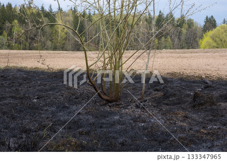 Burnt field landscape with black scorched earth, a lone bush and green forest in the background. 133347965
