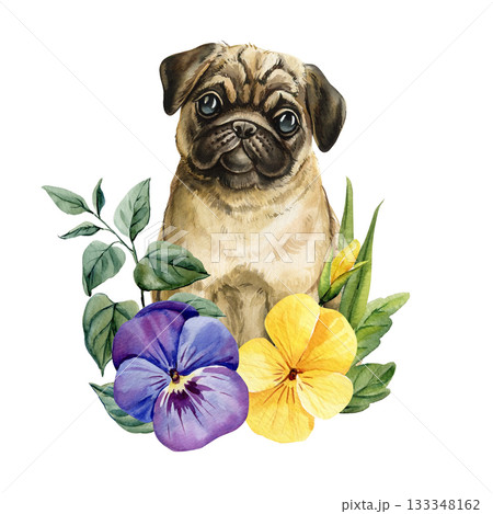 Pug puppy with purple and yellow pansy flowers in cute watercolor botanical illustration for spring decor 133348162