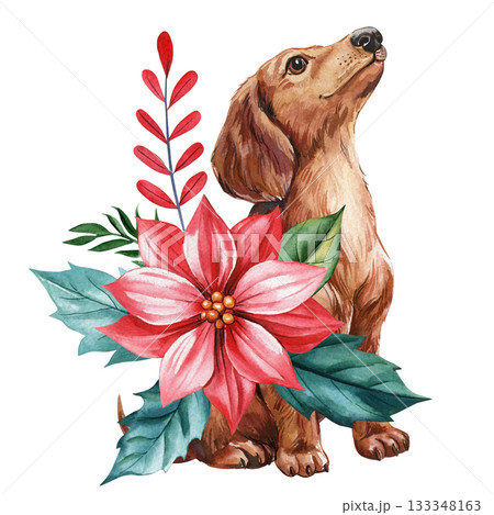 Dachshund dog with red poinsettia flower and green winter foliage in festive winter watercolor illustration 133348163