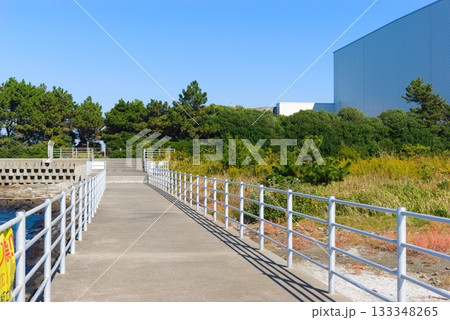 千葉県船橋市三番瀬干潟周辺2025年11月 千葉県船橋市三番瀬干潟周辺2025年11月 133348265