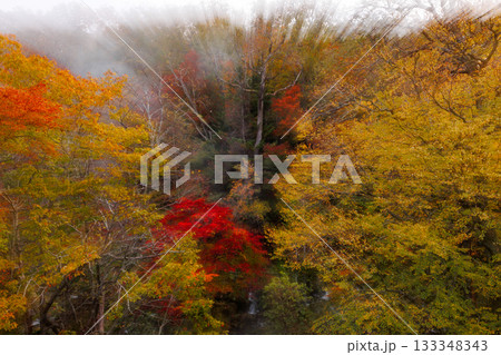 滝見橋の紅葉 滝見橋の紅葉 133348343
