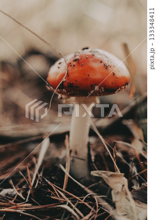 A vibrant red white fly agaric mushroom stands out in a natural forest setting. This eye-level shot captures a single mushroom in its natural environment, surrounded by fallen leaves and pine needles. A vibrant red white fly agaric mushroom stands out in a natural forest setting. This eye-level shot captures a single mushroom in its natural environment, surrounded by fallen leaves and pine needles. 133348411