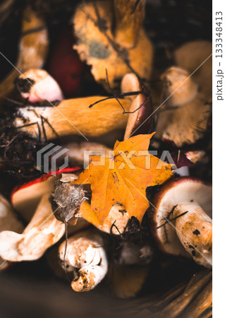 Freshly picked mushrooms in a rustic basket with autumn yellow maple leaves. A basket overflowing with raw wild mushrooms and a vibrant fall leaf creates a beautiful, natural scene. Fall season hobby. Freshly picked mushrooms in a rustic basket with autumn yellow maple leaves. A basket overflowing with raw wild mushrooms and a vibrant fall leaf creates a beautiful, natural scene. Fall season hobby. 133348413