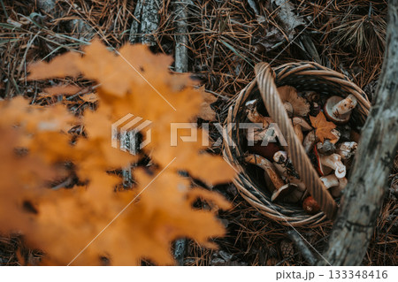 Freshly picked mushrooms in a rustic basket with autumn yellow maple leaves. A basket overflowing with raw wild mushrooms and a vibrant fall leaf creates a beautiful, natural scene. Fall season hobby. 133348416