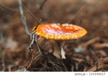 Amanita mushroom growing in a forest with natural sunlight and textures. This image captures a vibrant amanita mushroom in its natural forest environment, surrounded by fallen pine needles and moss. 133348417