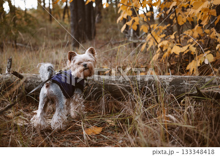 Yorkshire Terrier dog wearing a purple jacket in an autumn forest setting. A cute Yorkie looks back at the camera while exploring the woods in fall. Stylish doggy on a leash outdoors. Walking dog. 133348418