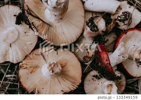 Raw mushrooms in a woven basket, a rustic autumn harvest scene. Two freshly picked mushrooms. Fungi picking in autumnal season. October forest. 133349159