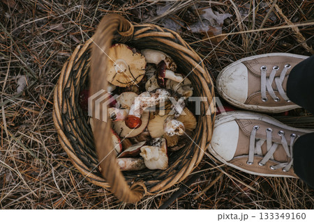 Foraging for wild raw mushrooms in a woven basket on a forest floor. A person stands over a basket filled with picked mushrooms. Mushrooms picker. Foraging for wild raw mushrooms in a woven basket on a forest floor. A person stands over a basket filled with picked mushrooms. Mushrooms picker. 133349160