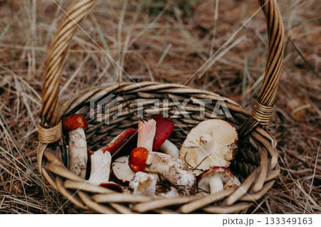 Freshly picked raw mushrooms in a rustic basket, ready for cooking or display. A woven basket is filled with a variety of colorful mushrooms, perfect for foraging enthusiasts or culinary projects Freshly picked raw mushrooms in a rustic basket, ready for cooking or display. A woven basket is filled with a variety of colorful mushrooms, perfect for foraging enthusiasts or culinary projects 133349163