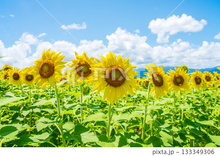 ひまわりと夏空《夏素材・夏イメージ》 133349306
