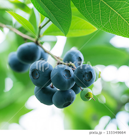 ブルーベリー農園 133349664