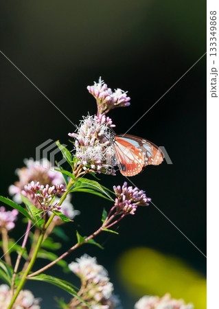 香北に飛来したアサギマダラ 香北に飛来したアサギマダラ 133349868