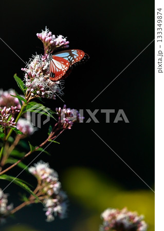 香北に飛来したアサギマダラ 香北に飛来したアサギマダラ 133349874