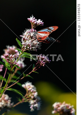 香北に飛来したアサギマダラ 133349878