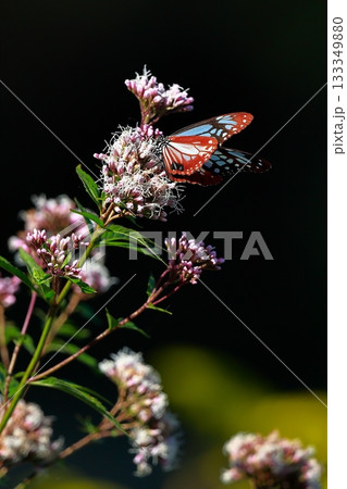 香北に飛来したアサギマダラ 133349880