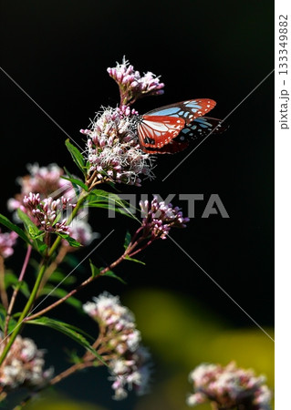 香北に飛来したアサギマダラ 133349882