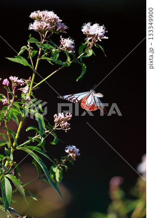 香北に飛来したアサギマダラ 133349900