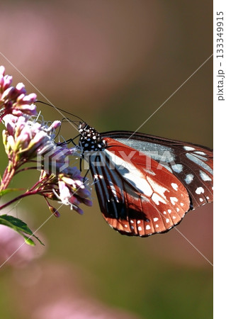 香北に飛来したアサギマダラ 133349915