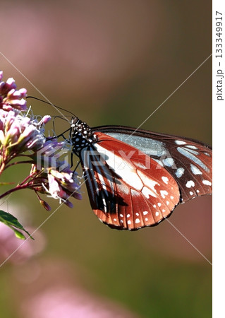香北に飛来したアサギマダラ 133349917